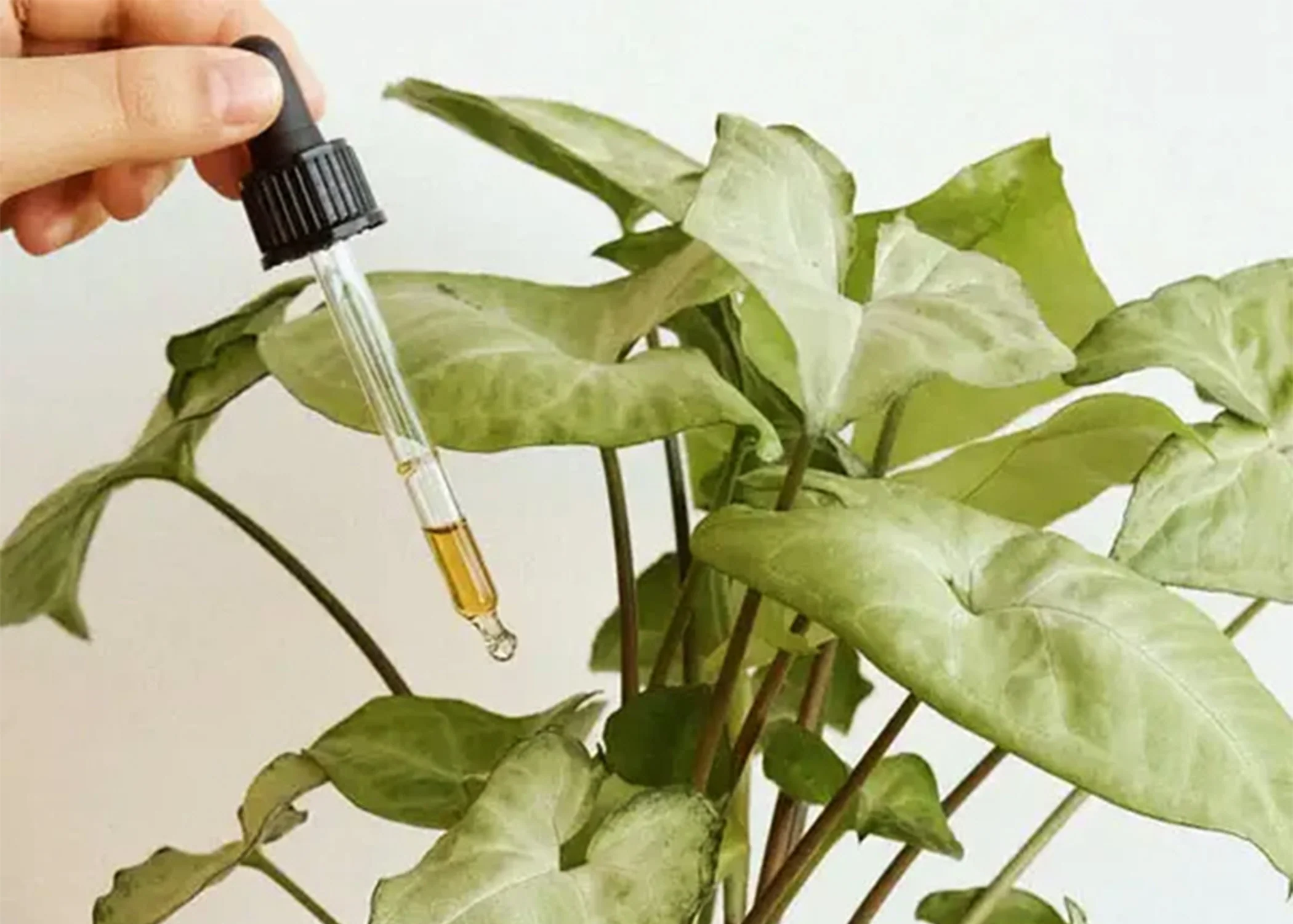Pepin Plant Vitamins - Eau de Saule - Image 2