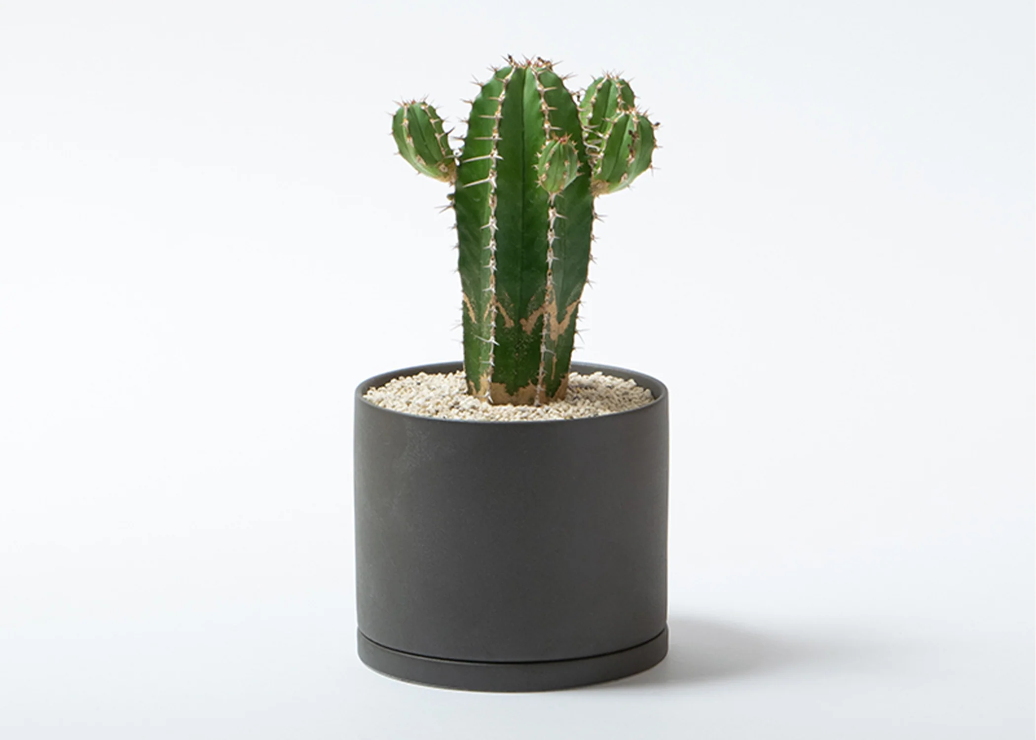 Plant Pot 105mm Dark Grey - Image 2