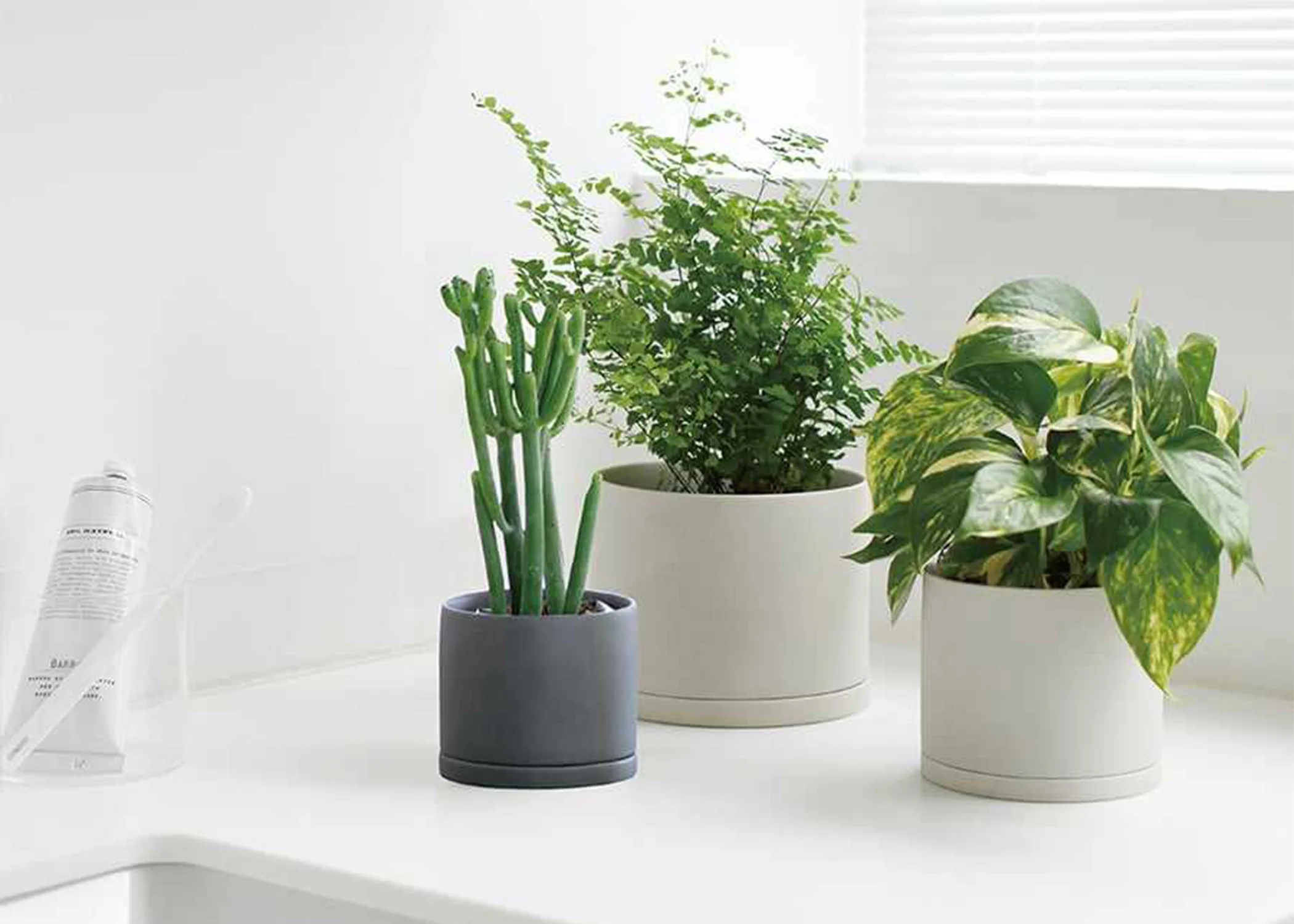Plant Pot 85mm Dark Grey - Image 2