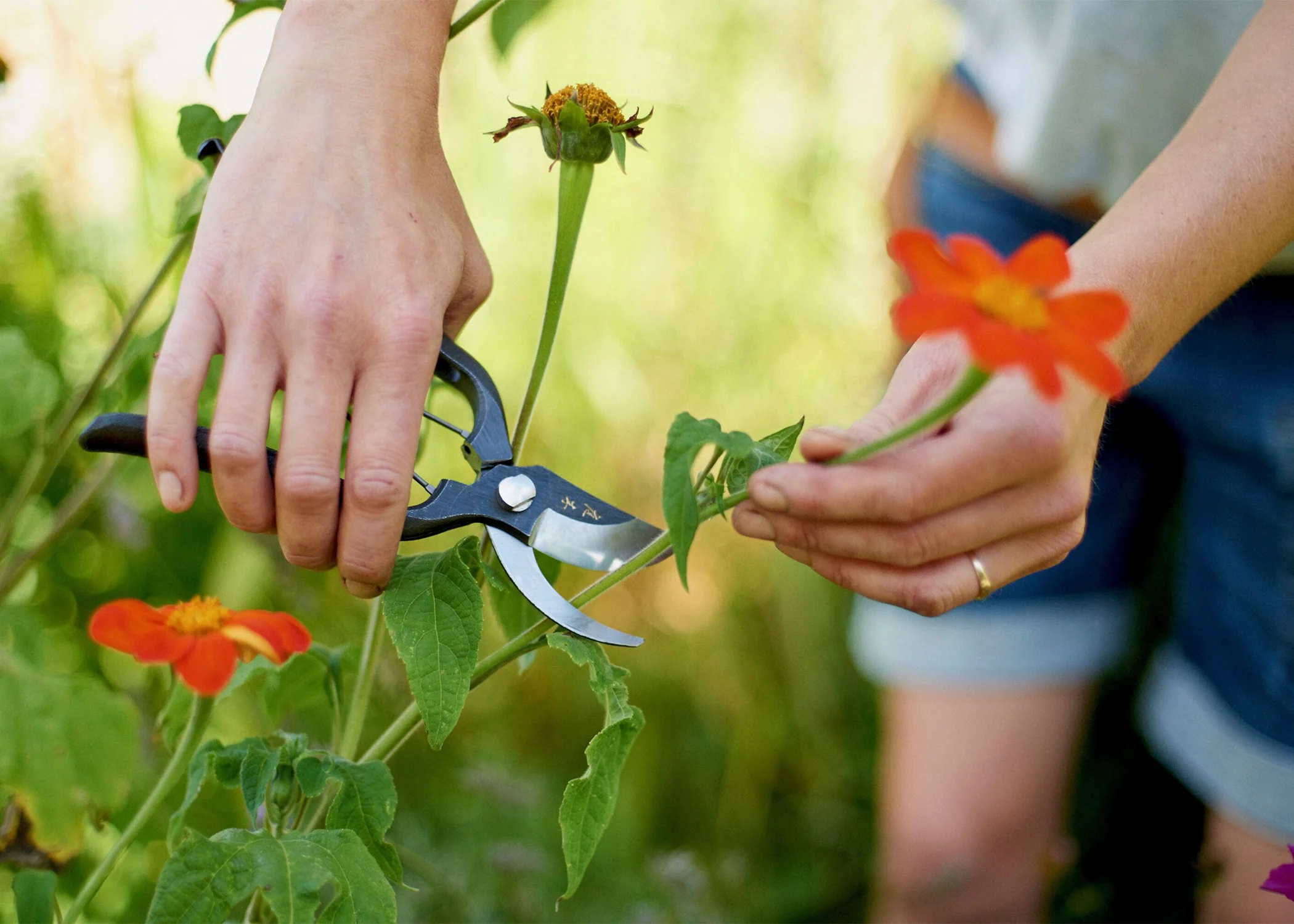 Sentei Secateurs - Image 2
